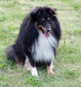 WHIPP z Černé hlásky