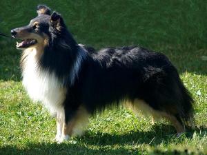 White Coastal Little Ricky