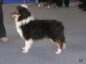 WHITNEY ze Zlaté hvězdy