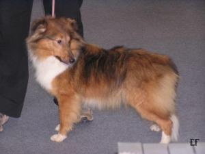 WHOOPIE ze Zlaté hvězdy