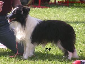 WILD BI BLACK z Ďáblovy studánky