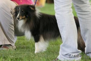 WILL ze Sedlmajerovy vily