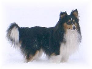 WILLIAM TELL Bohemia Platina