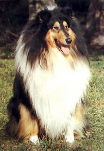 Schwarzer Husar Vom Paradies