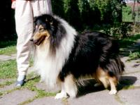 Schwarzer Husar Vom Paradies