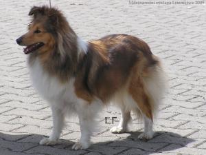 Wind Of East Sněžný tygr