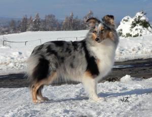 Xarin z Černé hlásky