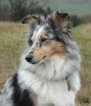 Xarin z Černé hlásky