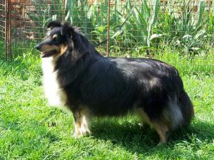 XIPHANNY Moravské srdce