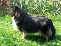 XIPHANNY Moravské srdce