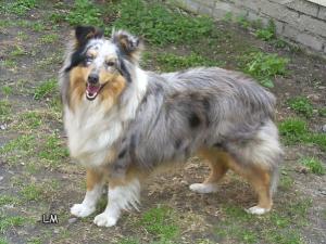 X-LADY Moravské srdce