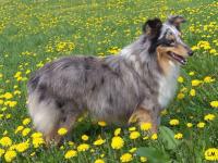 X-LADY Moravské srdce