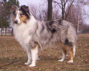 XSARA ze Souhvězdí Orionu