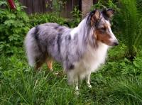 XSARA ze Souhvězdí Orionu