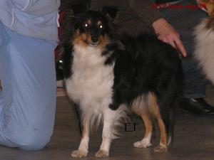 Yassi-Black ze Shetlandů