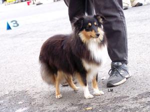 YERBA Moravské srdce