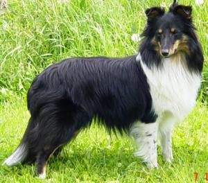 YERSEKE BLACK Vlčí Žleb