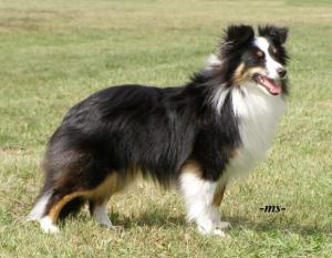 Zathee Sněžný tygr