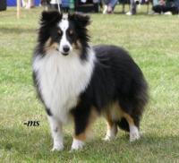 Zathee Sněžný tygr