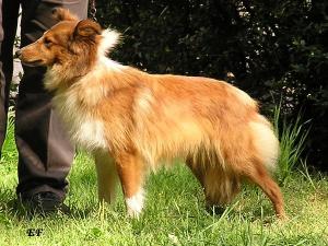 Žmerinka Gold Vlčí Žleb