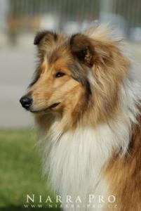 Fantastic Feebee Ronna Bohemia