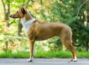 Fancy of Bohemia balada