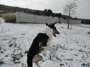 Aladin HaFin Blatná