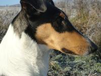 Aladin HaFin Blatná