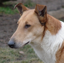 Angel Meadow´s Super Special