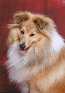 Artuš z Barbořinského vršku