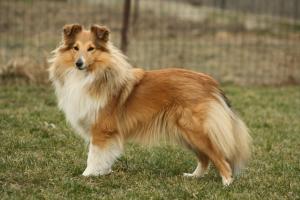 Aneli Gold z Barbořinského vršku