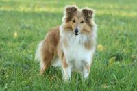 Aneli Gold z Barbořinského vršku