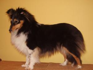 Brigit Borodin Alexandria Gold