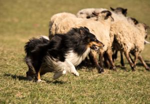 Big Biaggi z Bučávky