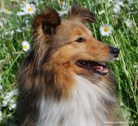 Aila Laila von Schnappi Schnapp