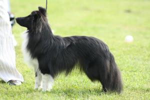 A Little Star of Youwentis