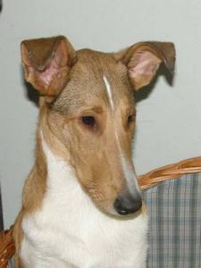 Caipiroska Smooth Drinks