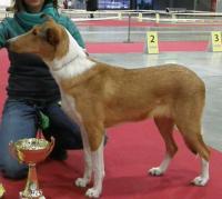 Caipiroska Smooth Drinks