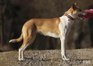 Orinoko Krásná louka