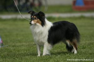 Wild Cat ze Shetlandů