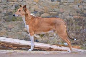 Google of Bohemia balada