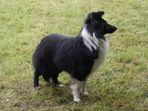 DALENKA Malý pasáček