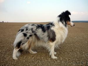 Di-Cindarella  Malý pasáček