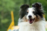 Di-Cindarella  Malý pasáček