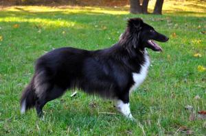 DRNDA Malý pasáček