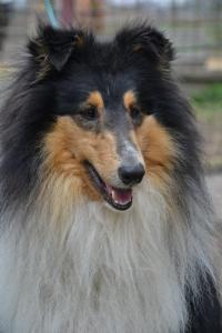 Samba black Joker v. Wengerhof