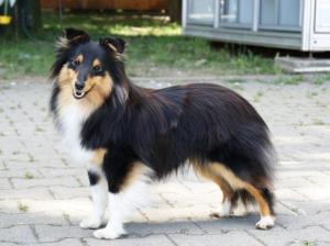 MOONLIGHT QUEEN IN BLACK O'the Highlands