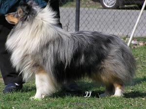 Chistiy Ruchei iz Tverskoy Skazki