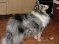 Chistiy Ruchei iz Tverskoy Skazki