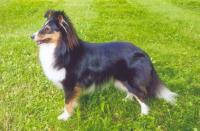 BLACKBERRY Drsná Vysočina